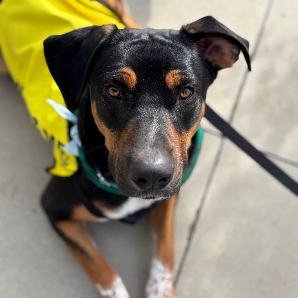 Enlarge Johnny, a Adoptable mixed breed in Ashland, OR image 3/6