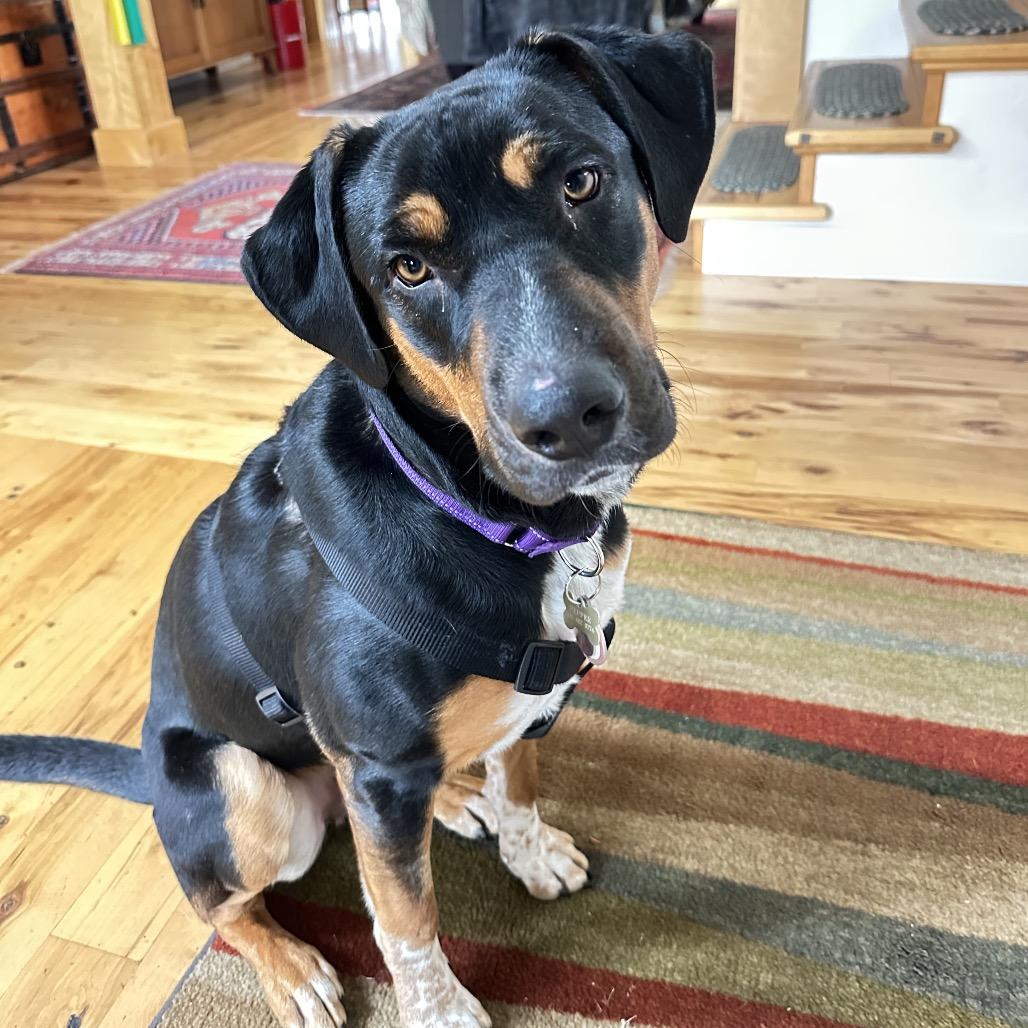 Enlarge Johnny, a Adoptable mixed breed in Ashland, OR image 4/6