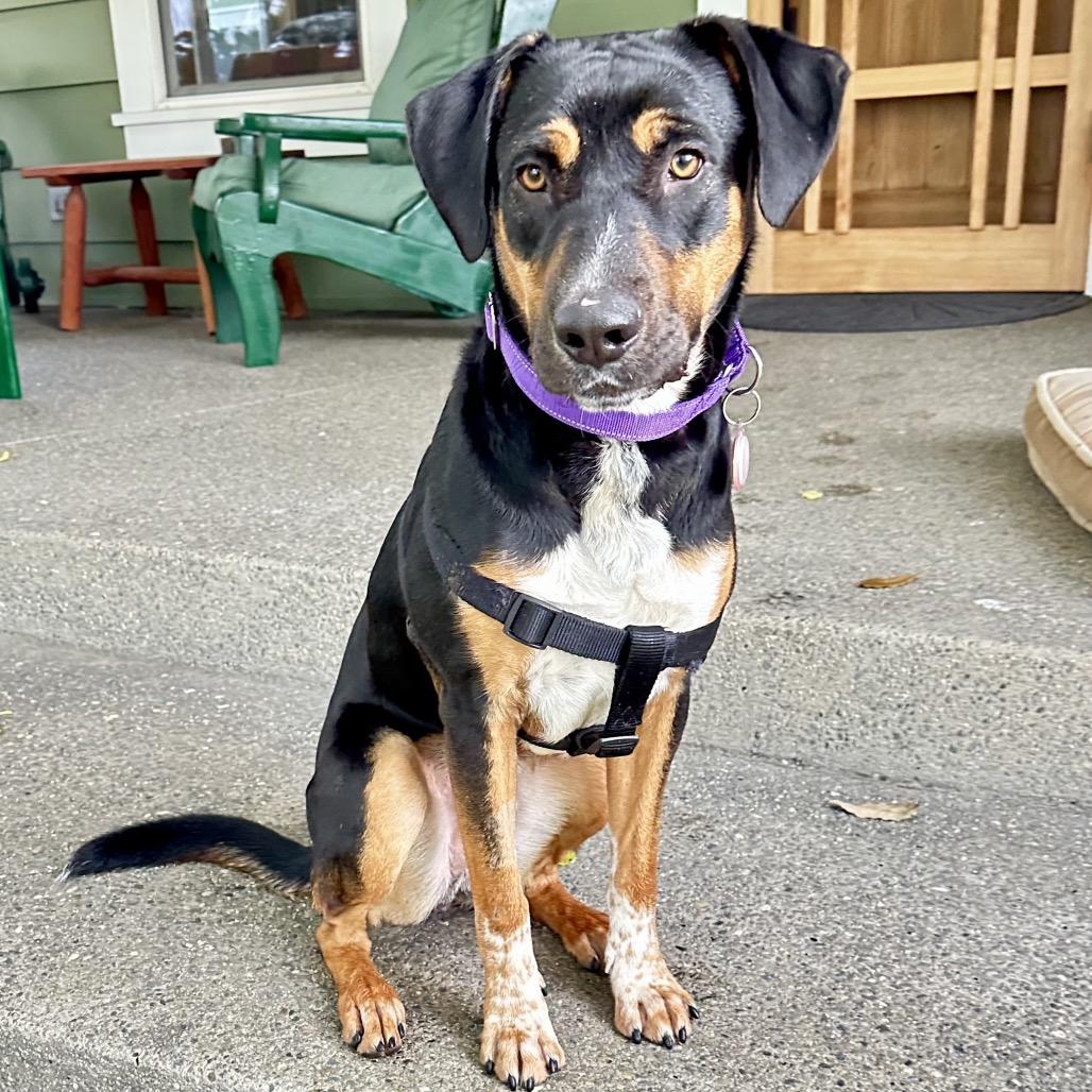 Enlarge Johnny, a Adoptable mixed breed in Ashland, OR image 5/6