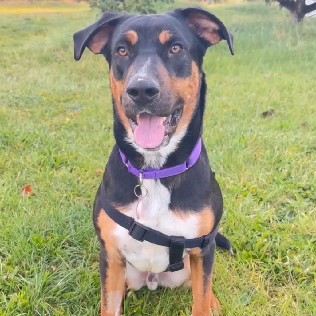 Enlarge Johnny, a Adoptable mixed breed in Ashland, OR image 6/6