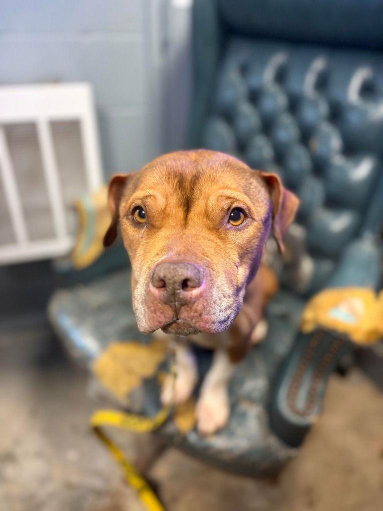 Honey, Adoptable, Adult Female American Staffordshire Terrier.