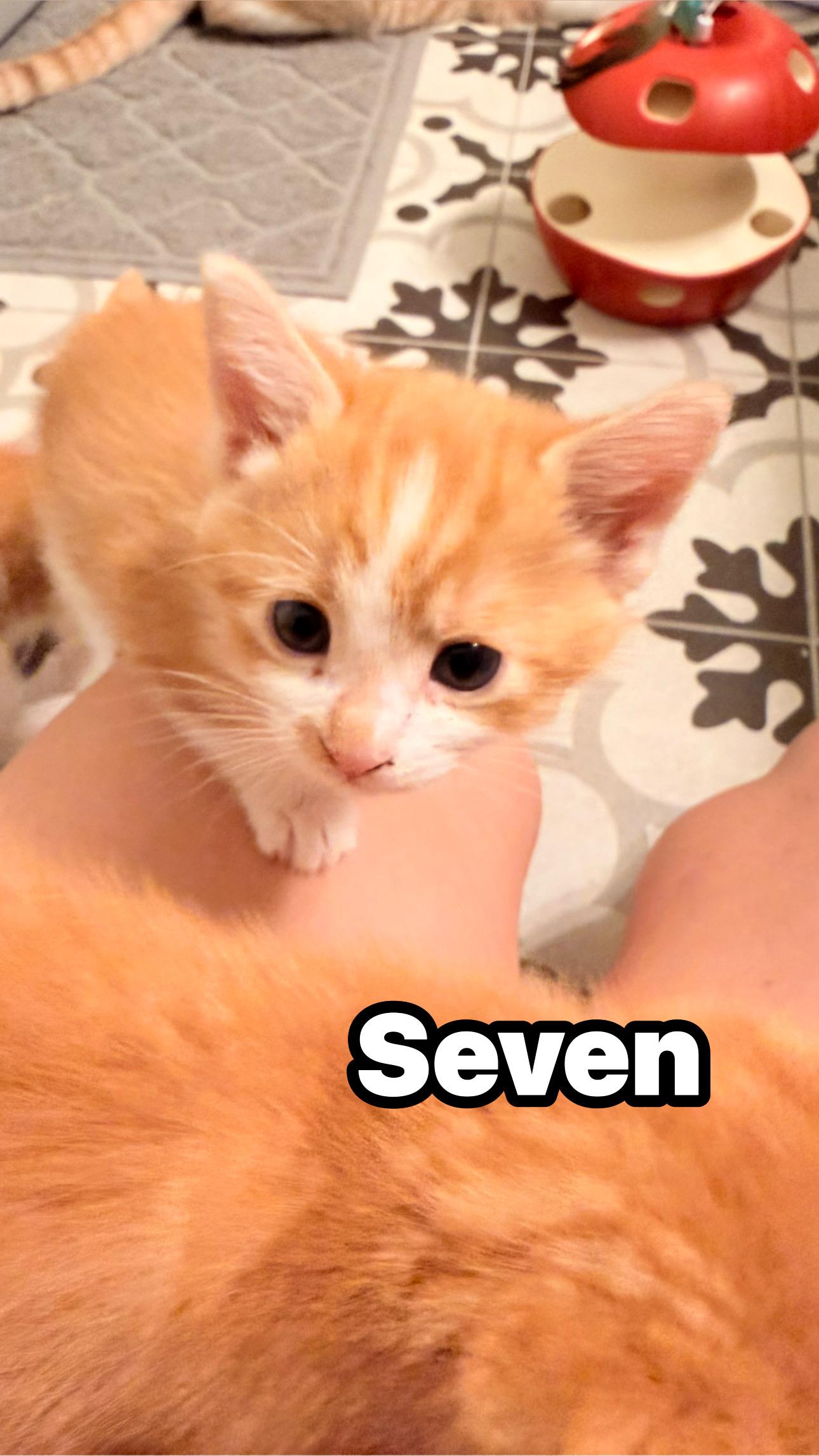 Seven , ADOPTABLE, Kitten Female Tabby.