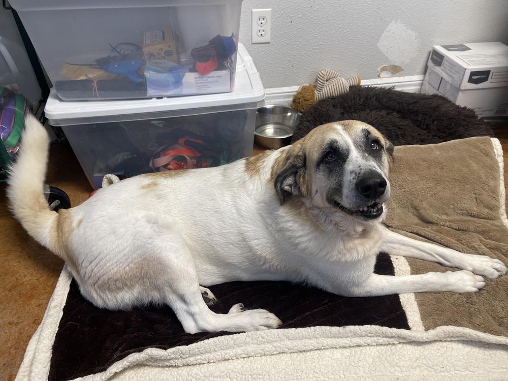 Luna Bear, a Adoptable mixed breed in Bolivar, MO image 1/4