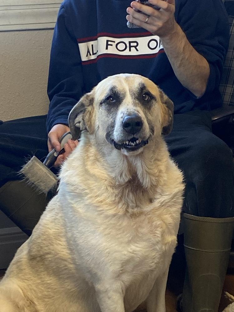 Luna Bear, a Adoptable mixed breed in Bolivar, MO image 2/4