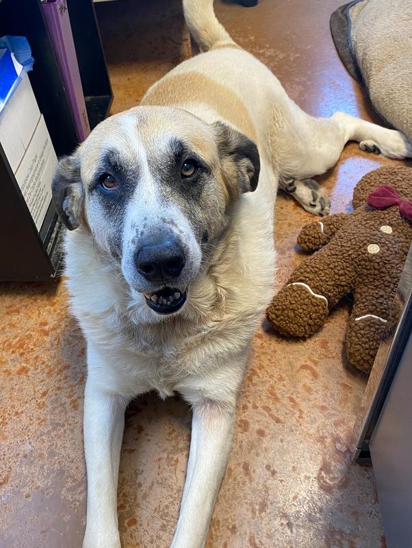 Luna Bear, a Adoptable mixed breed in Bolivar, MO image 3/4