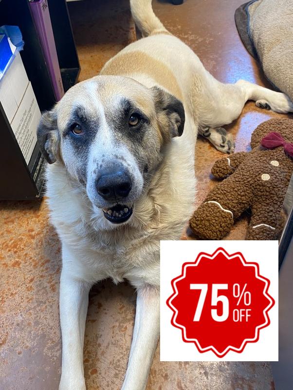 Luna Bear, a Adoptable mixed breed in Bolivar, MO image 4/5