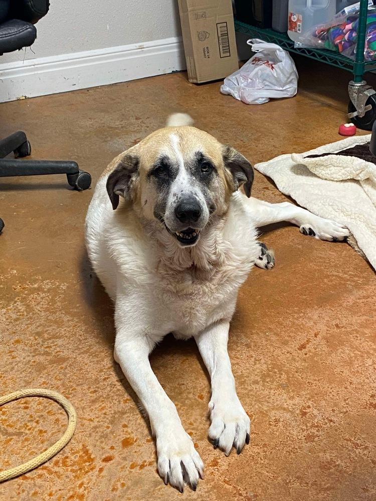 Luna Bear, a Adoptable mixed breed in Bolivar, MO image 4/4