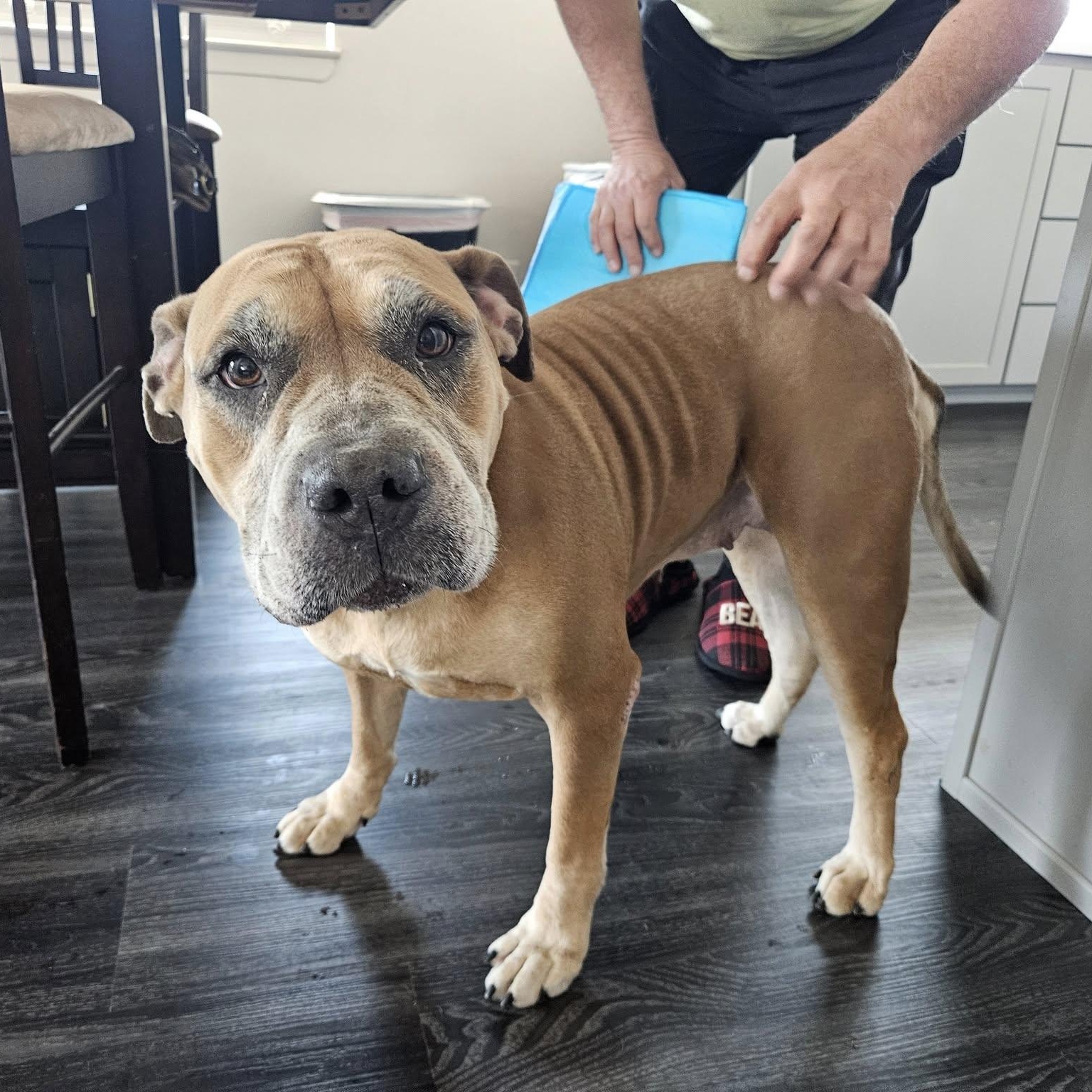 Mrs. Bubbles, an adoptable American Bulldog in Chino valley, AZ, 86323 | Photo Image 2