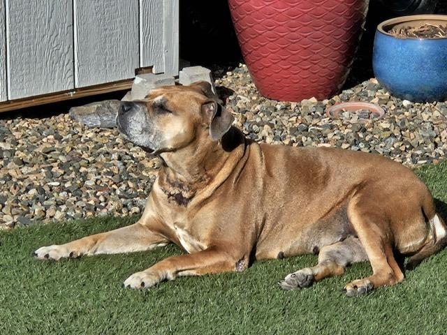 Mrs. Bubbles, a Adoptable mixed breed in Chino valley, AZ image 3/3