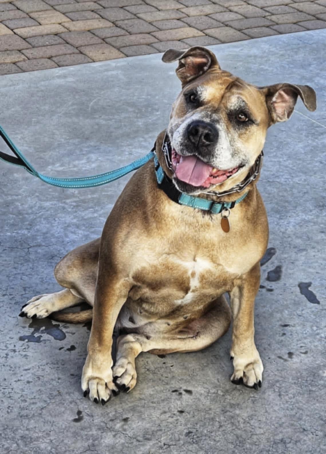 Mrs. Bubbles, Adoptable, Adult Female American Bulldog.