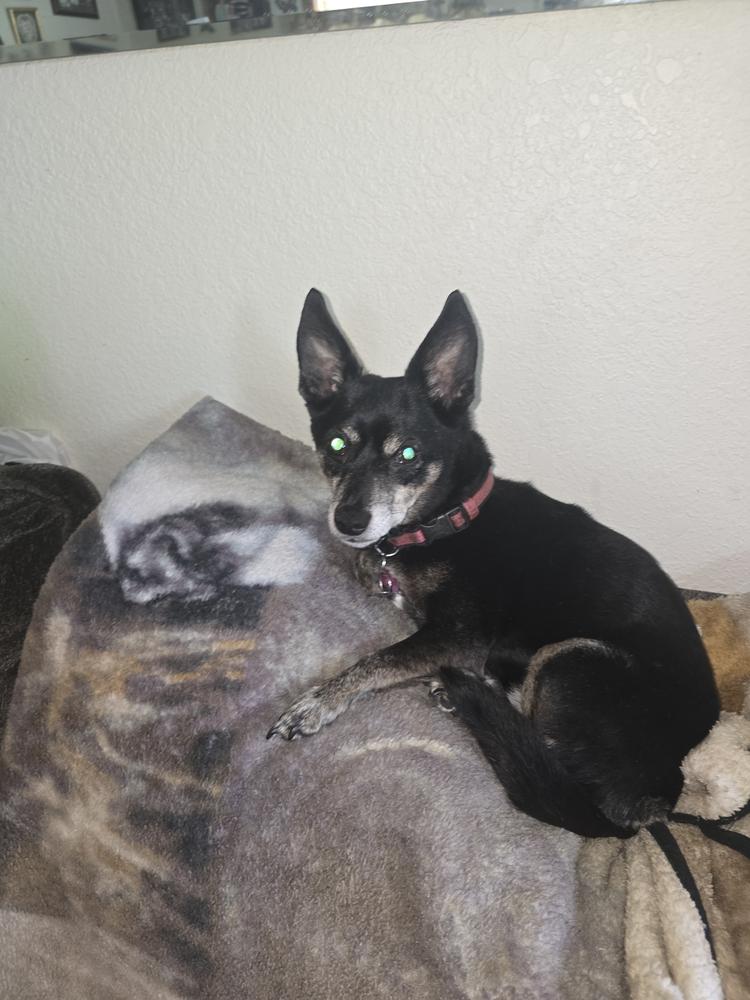 Sassy, Adoptable, Senior Female Chihuahua & Miniature Pinscher.