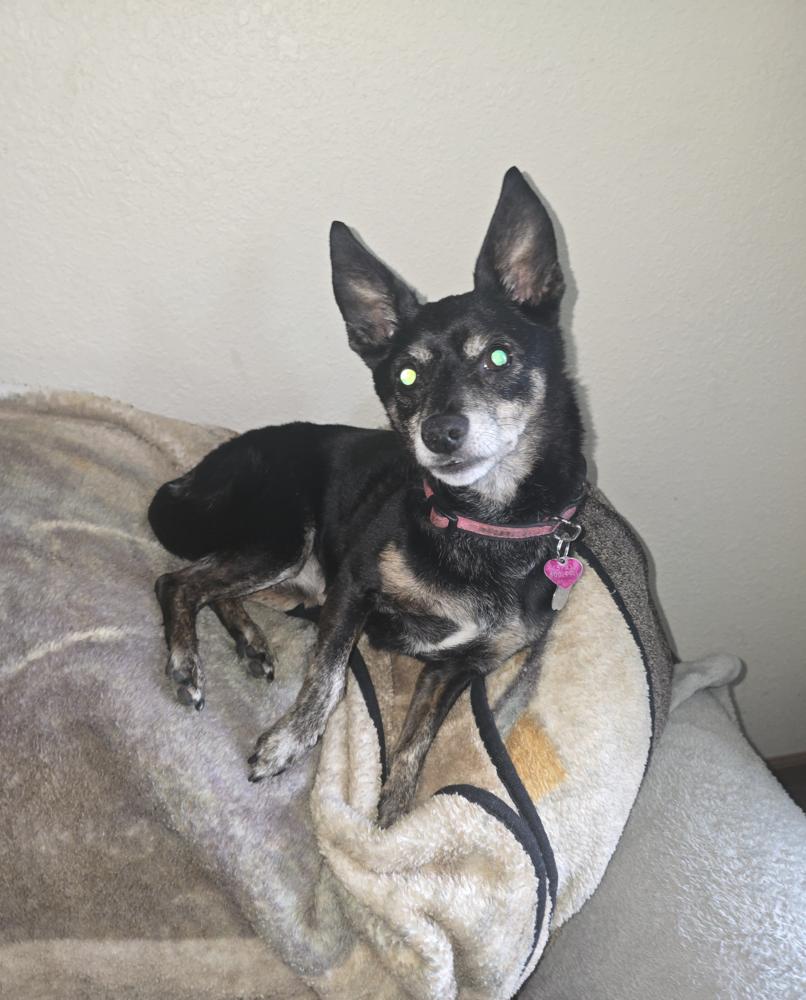 Enlarge Sassy, a Adoptable mixed breed in South Bend, IN image 2/2