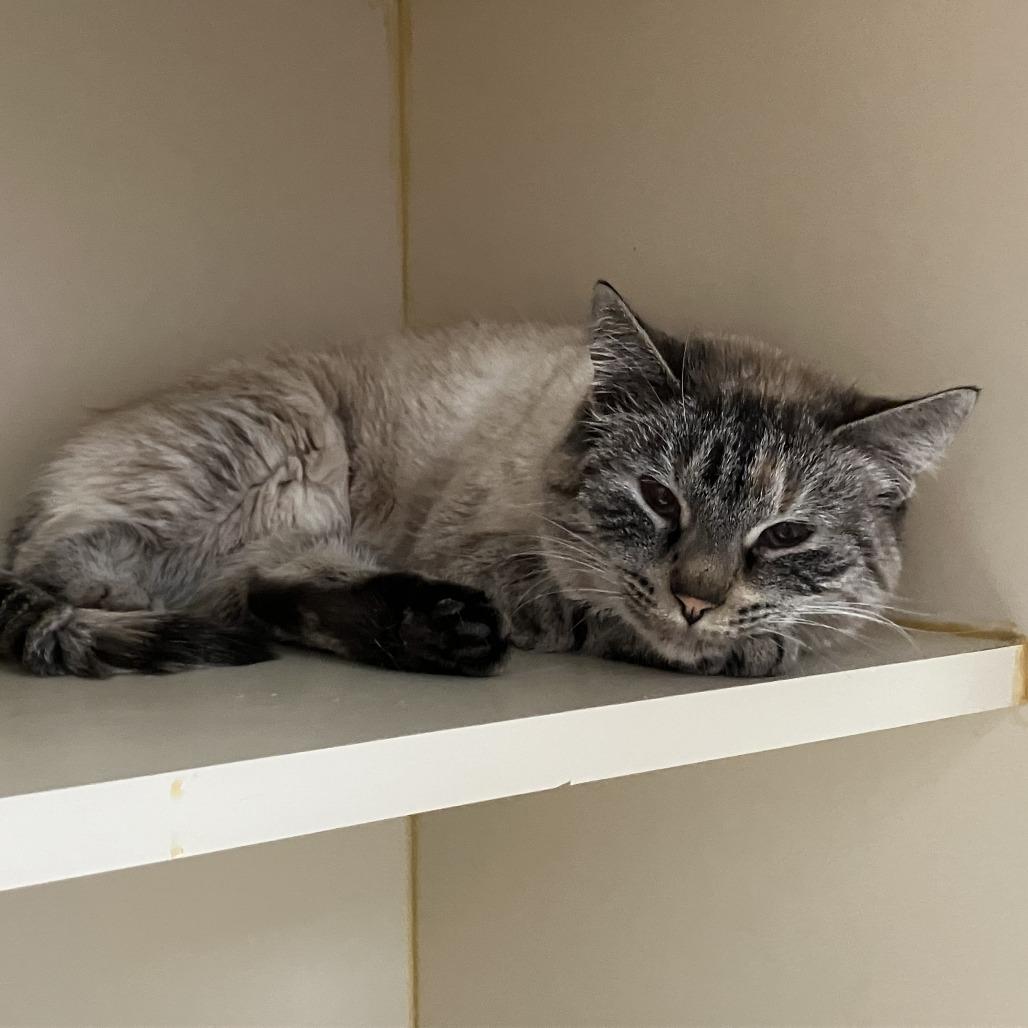 Enlarge Pinky, a Adoptable Domestic Short Hair in Idaho Falls, ID image 1/3