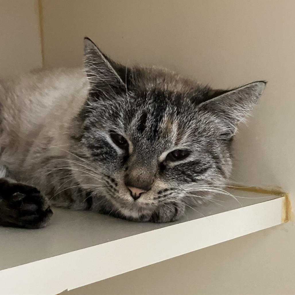 Enlarge Pinky, a Adoptable Domestic Short Hair in Idaho Falls, ID image 2/3