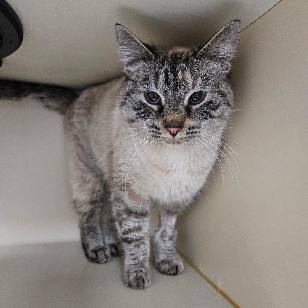 Enlarge Pinky, a Adoptable Domestic Short Hair in Idaho Falls, ID image 3/3