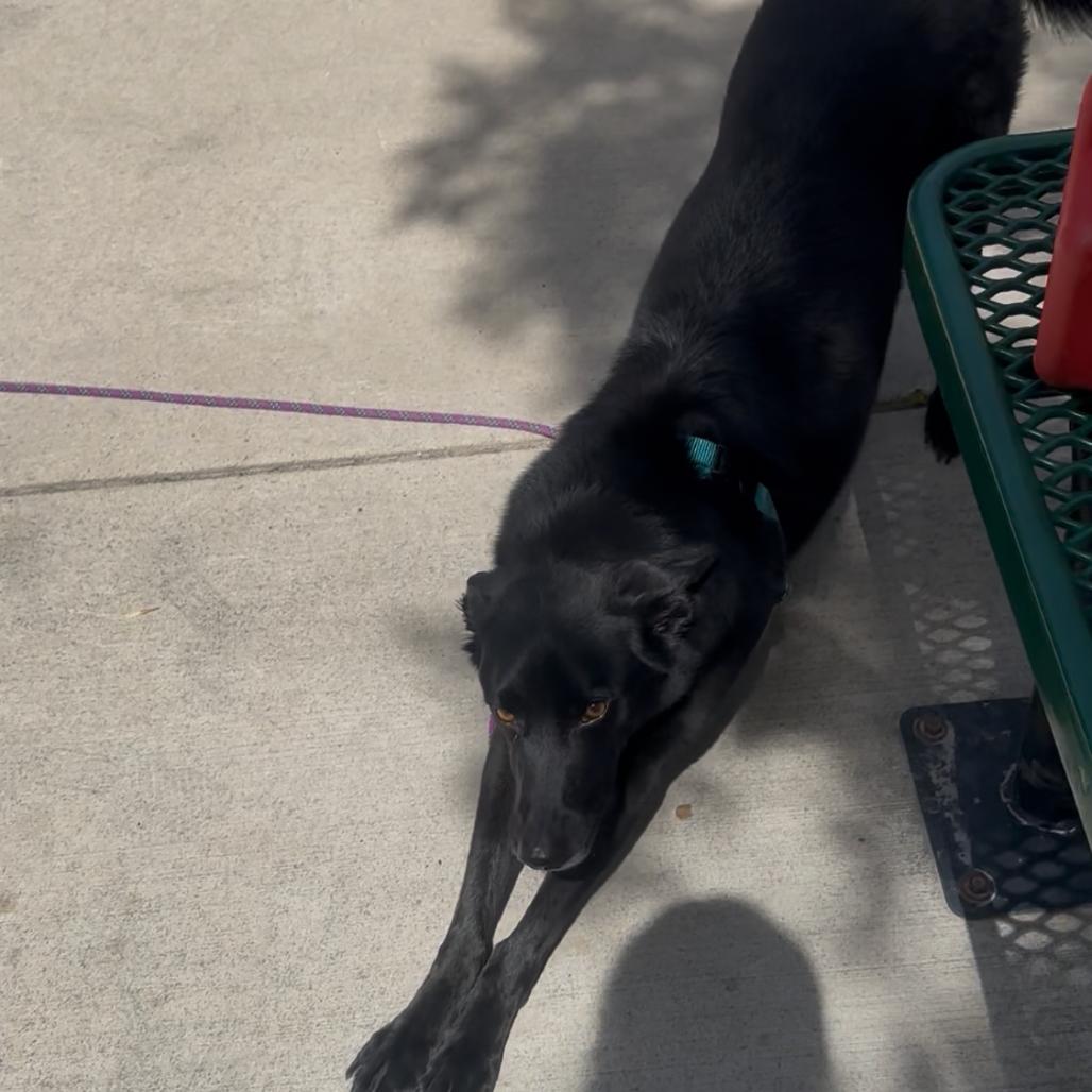 Gracie, Adoptable, Adult Female Mixed Breed.