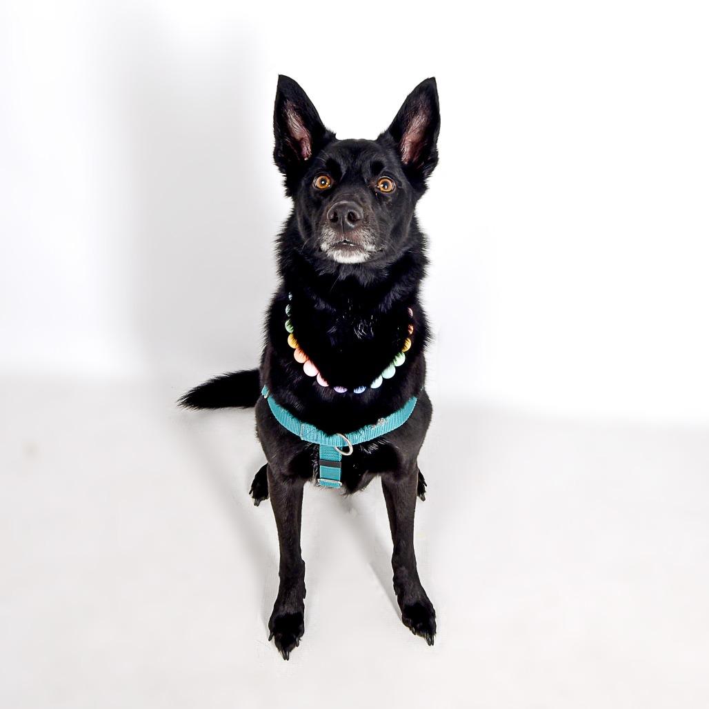 Gracie, a Adoptable Mixed Breed in Murray, UT image 2/5