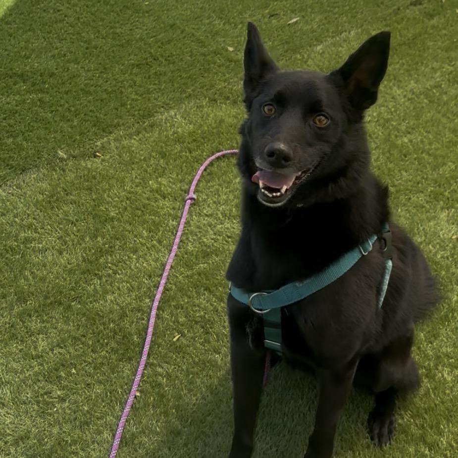 Gracie, a Adoptable Mixed Breed in Murray, UT image 3/5