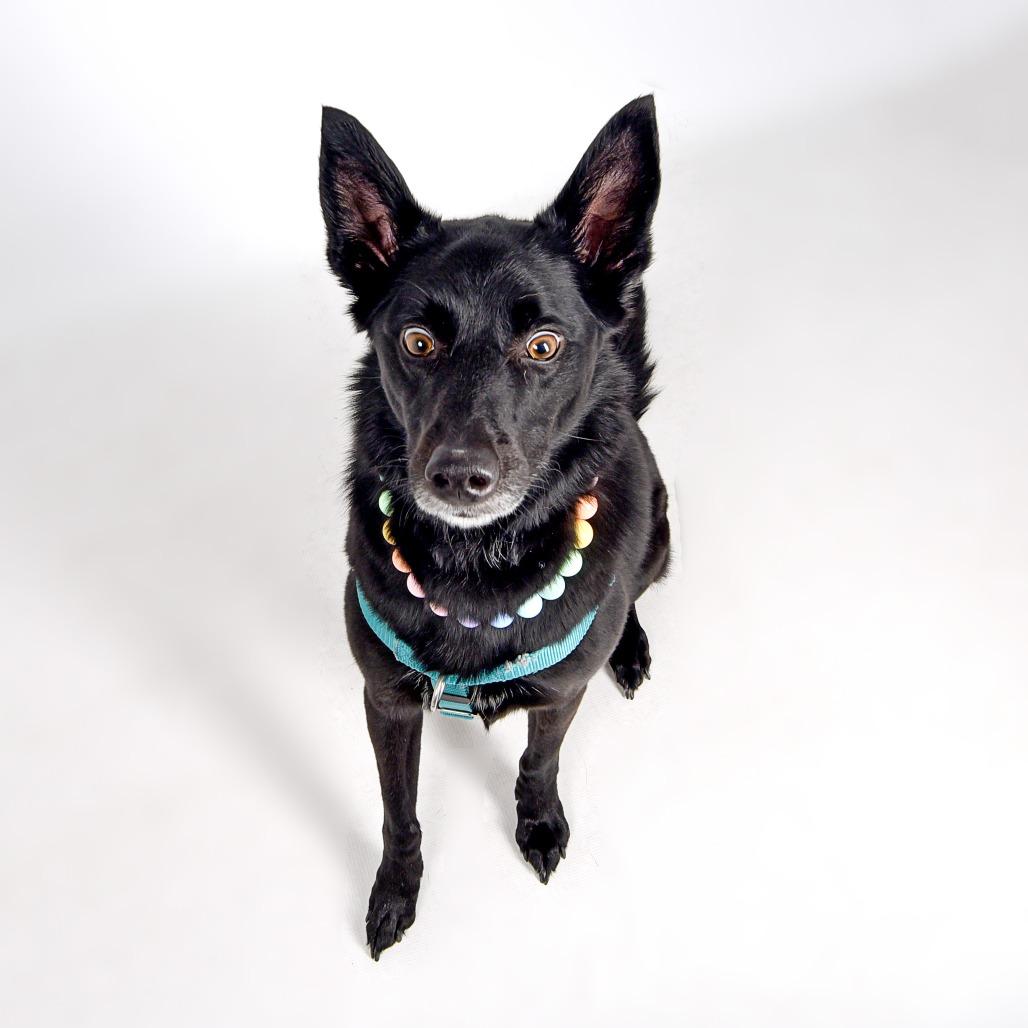Gracie, a Adoptable Mixed Breed in Murray, UT image 4/5