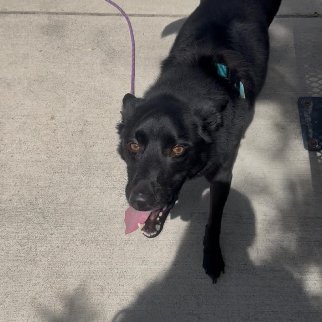 Gracie, a Adoptable Mixed Breed in Murray, UT image 5/5