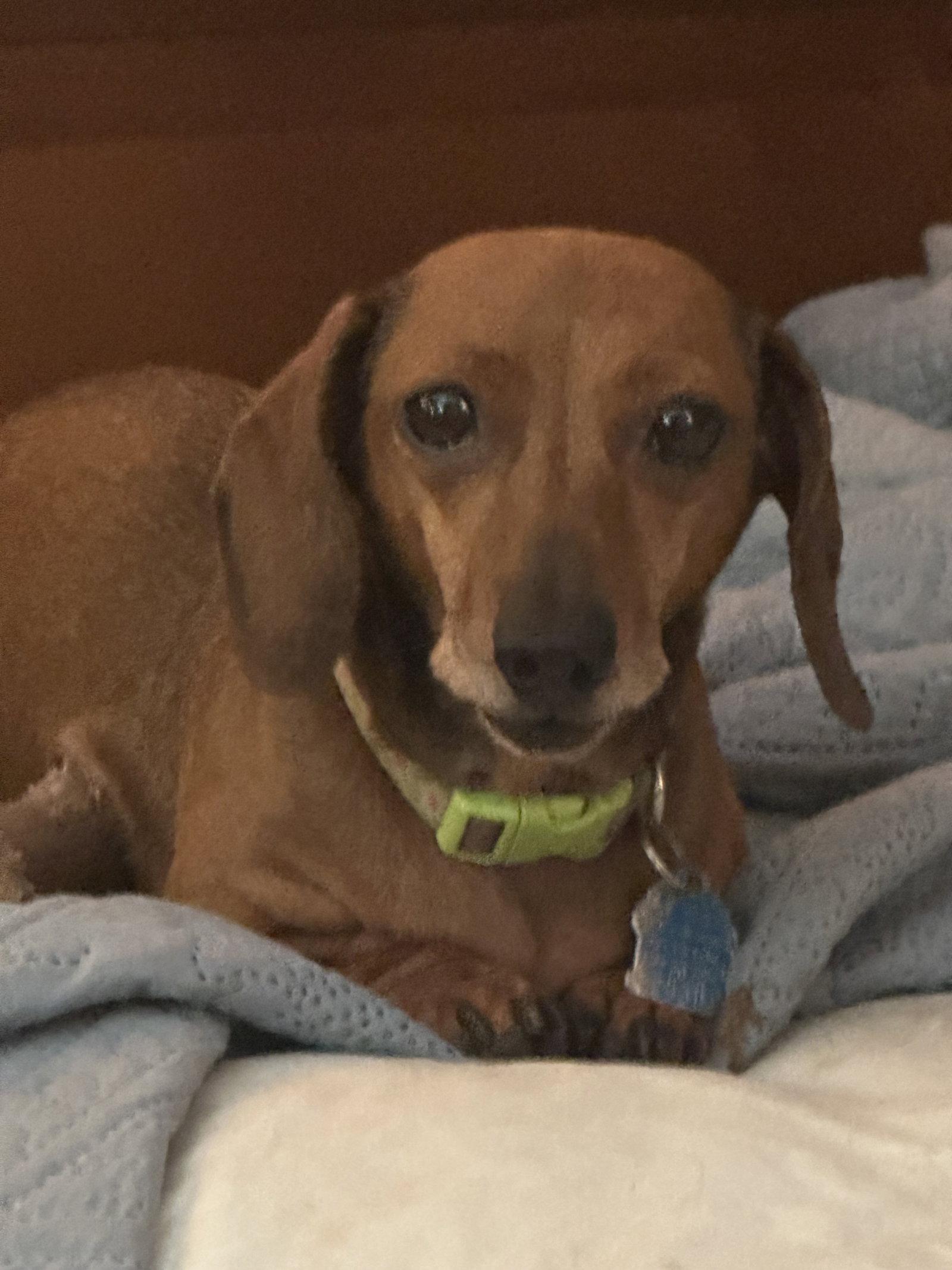 Rosebud, a Adoptable Dachshund in Pearland, TX image 1/3