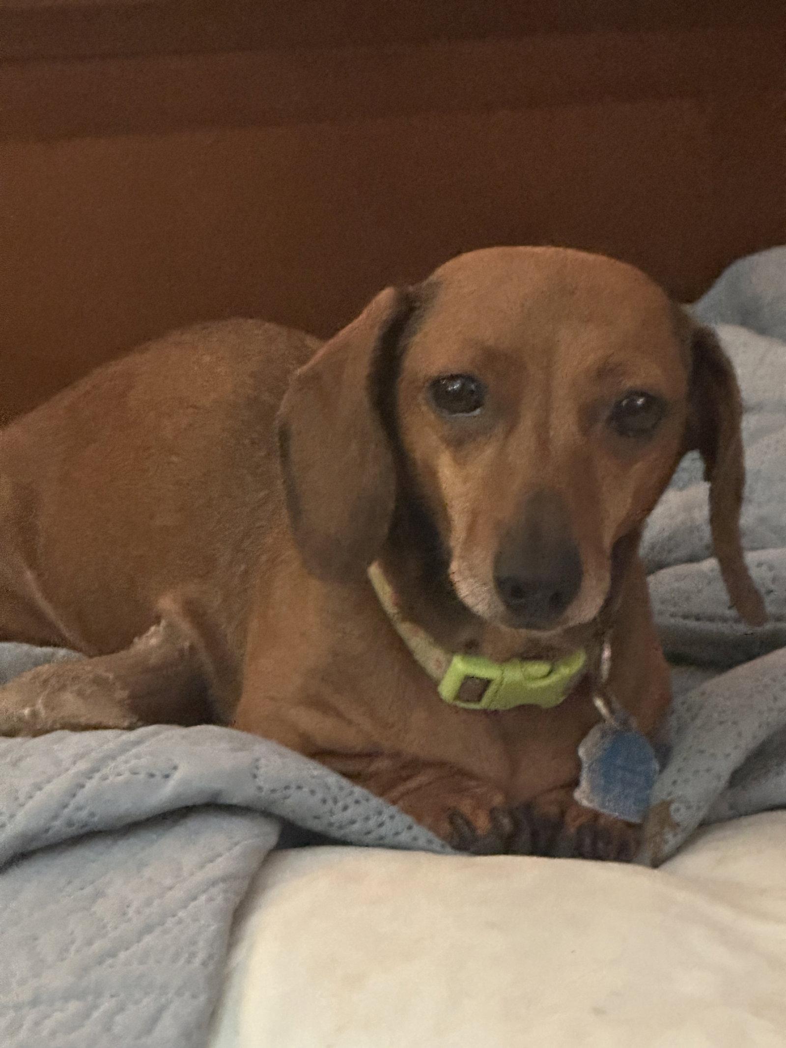 Rosebud, a Adoptable Dachshund in Pearland, TX image 2/3