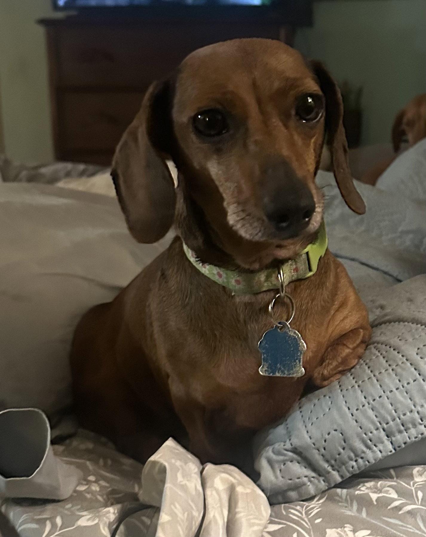 Rosebud, a Adoptable Dachshund in Pearland, TX image 3/3