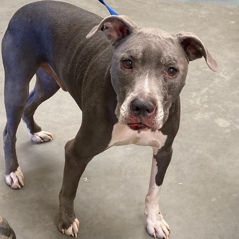 RAMBO — thumbnail 2