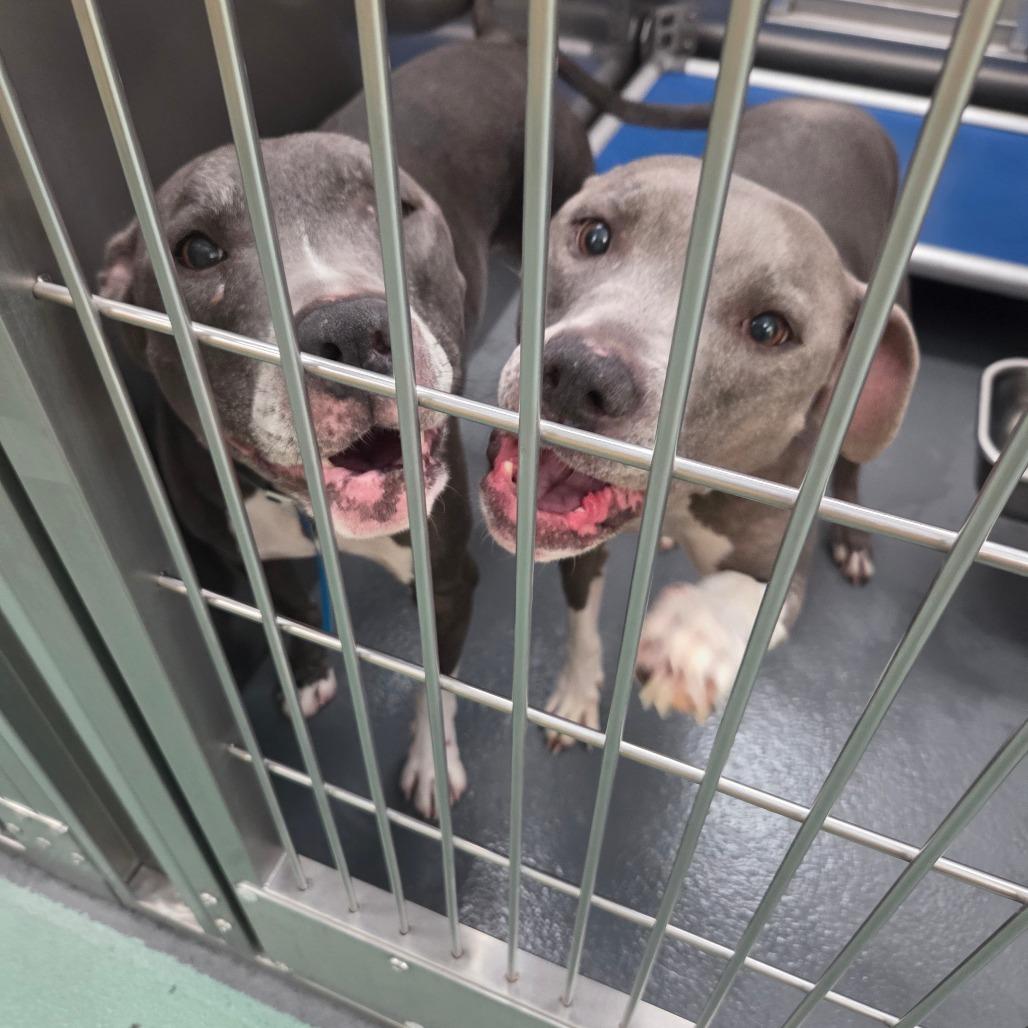 RAMBO — thumbnail 4