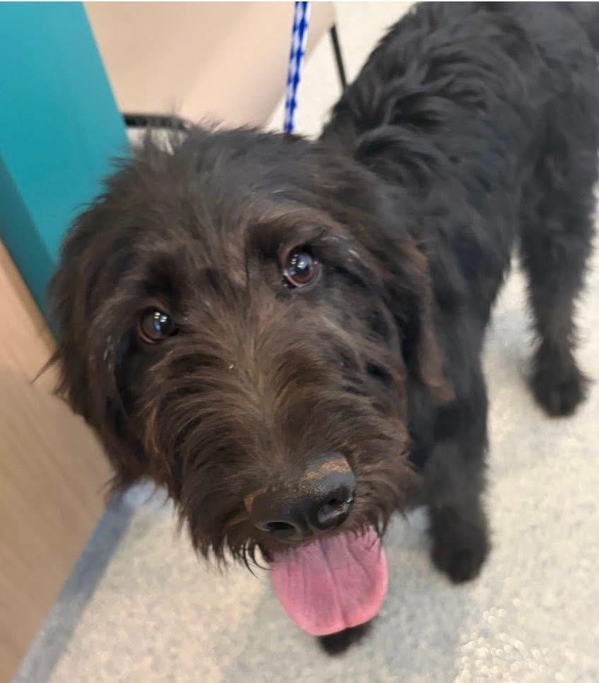 Bernard (Great Family Dog), a ADOPTABLE Labradoodle in Newfoundland, PA image 2/5