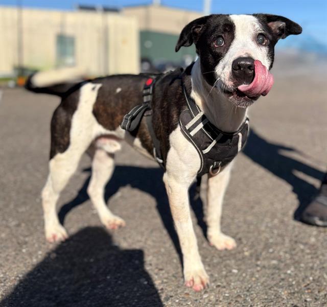 MARLOW, Adoptable, Adult Male Pit Bull Terrier.