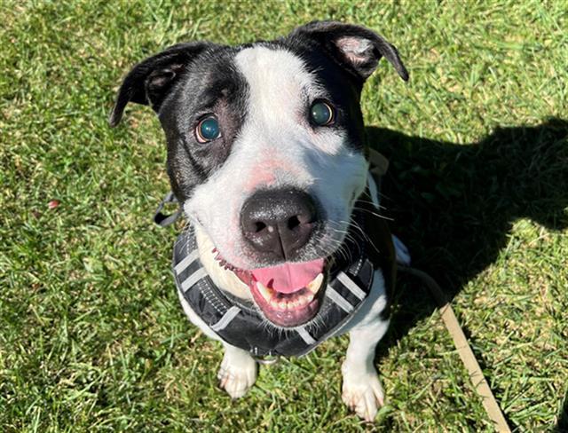 MARLOW, Adoptable, Adult Male Pit Bull Terrier.