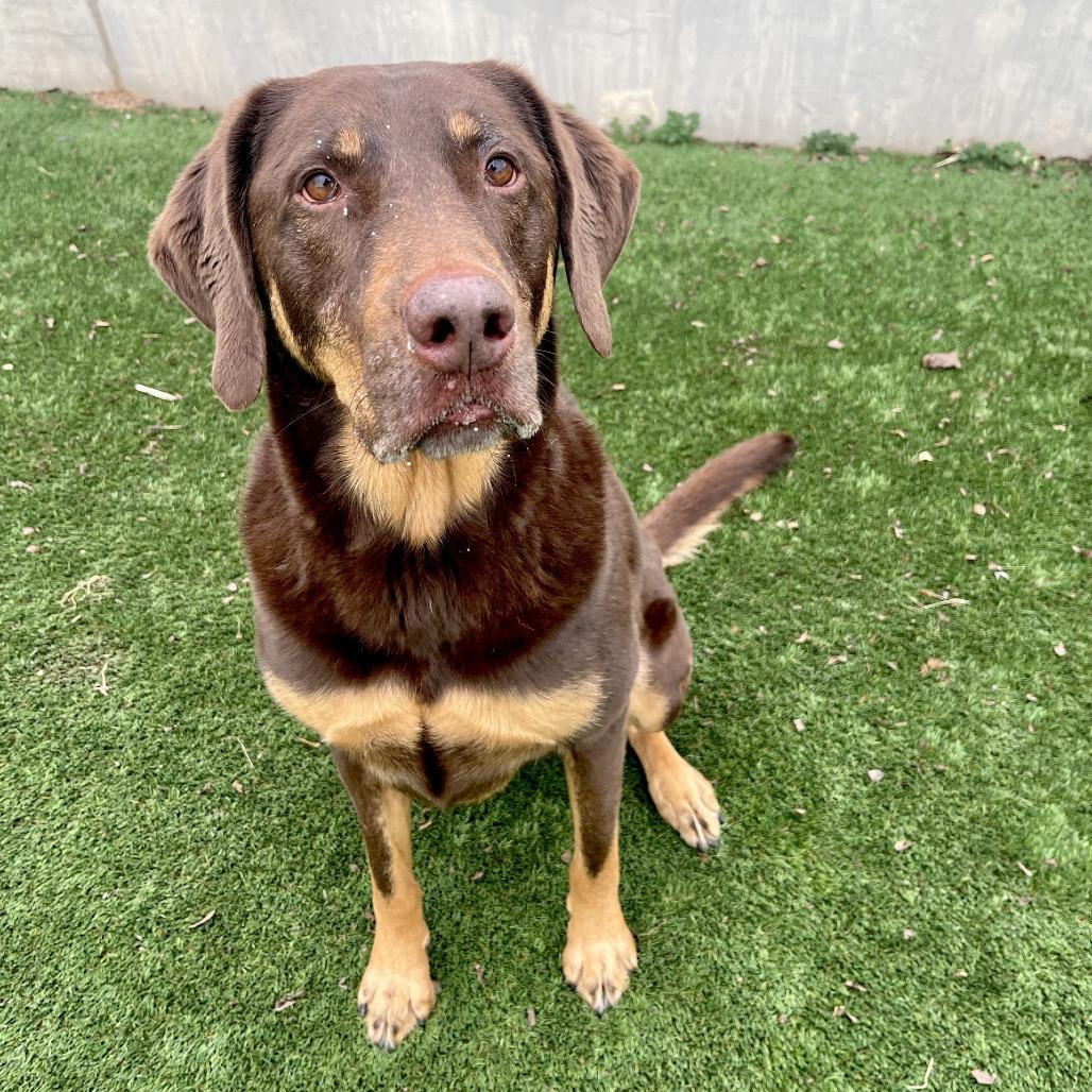 Enlarge Reese, a Adoptable Labrador Retriever in Fredericksburg, TX image 4/6