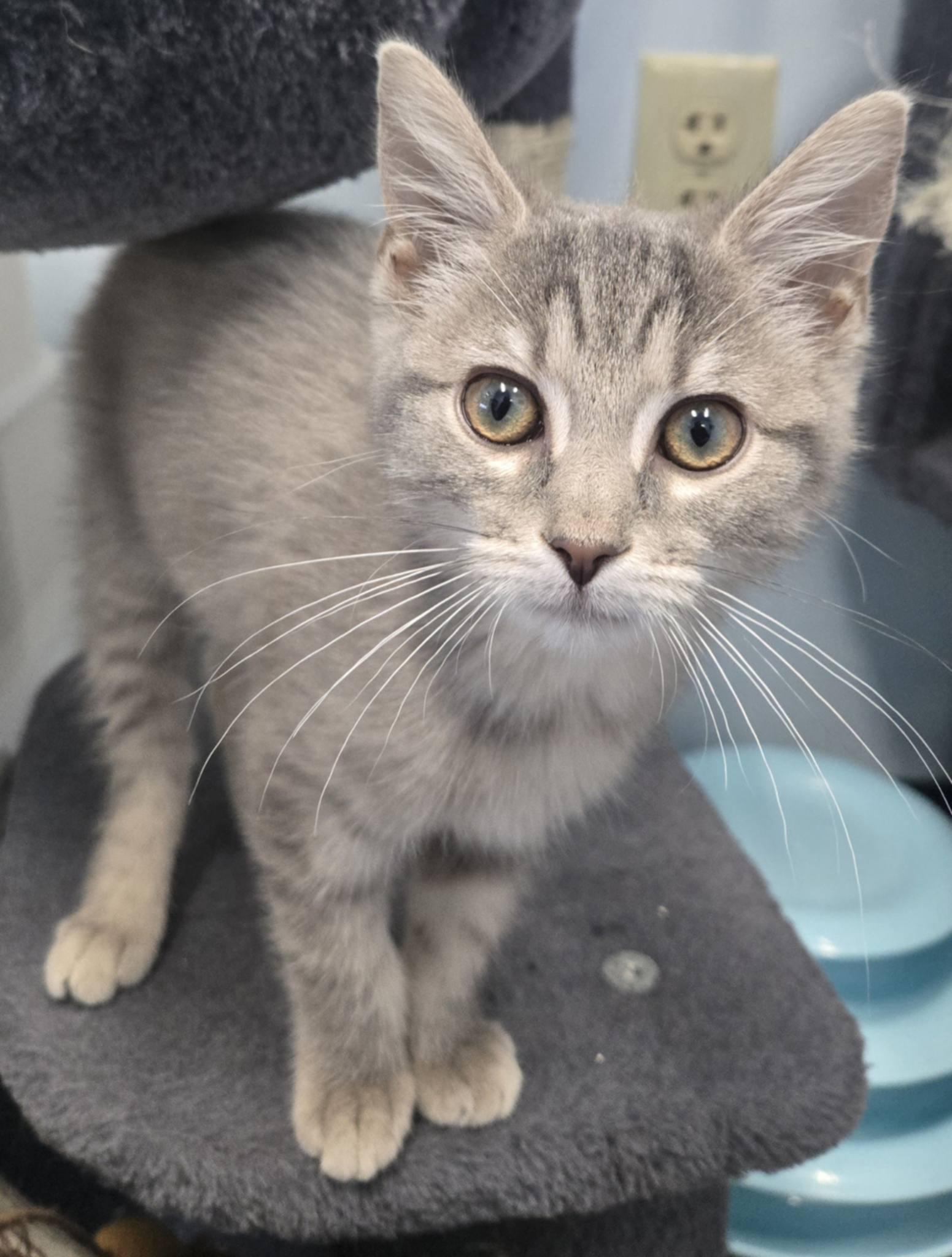 Mystic, ADOPTABLE, Young Female Domestic Short Hair.