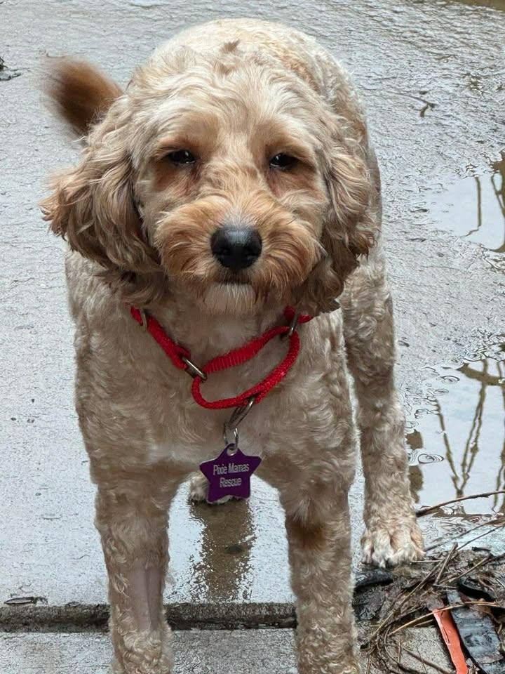 Allie, Adoptable, Adult Female Poodle & Golden Retriever.