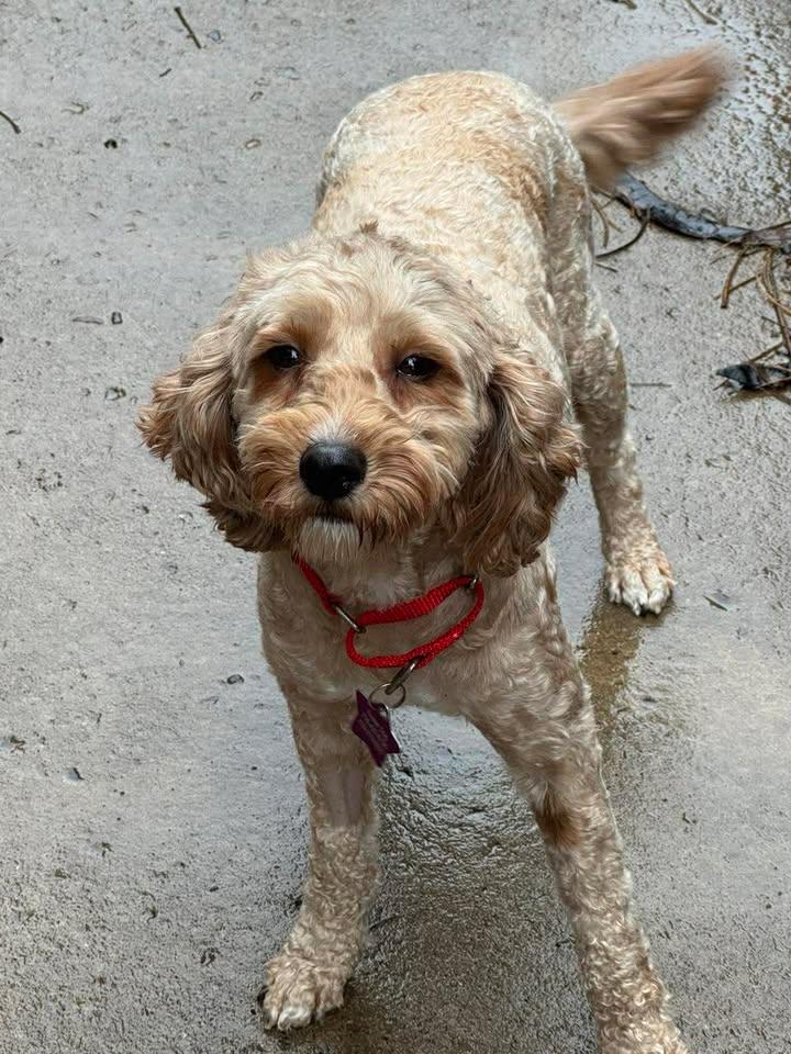 Enlarge Allie, a Adoptable mixed breed in Buffalo, NY image 2/2