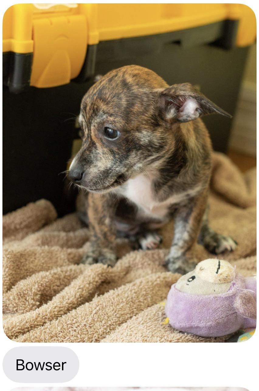 Enlarge Bowser, a Adoptable mixed breed in Sarasota, FL image 1/1