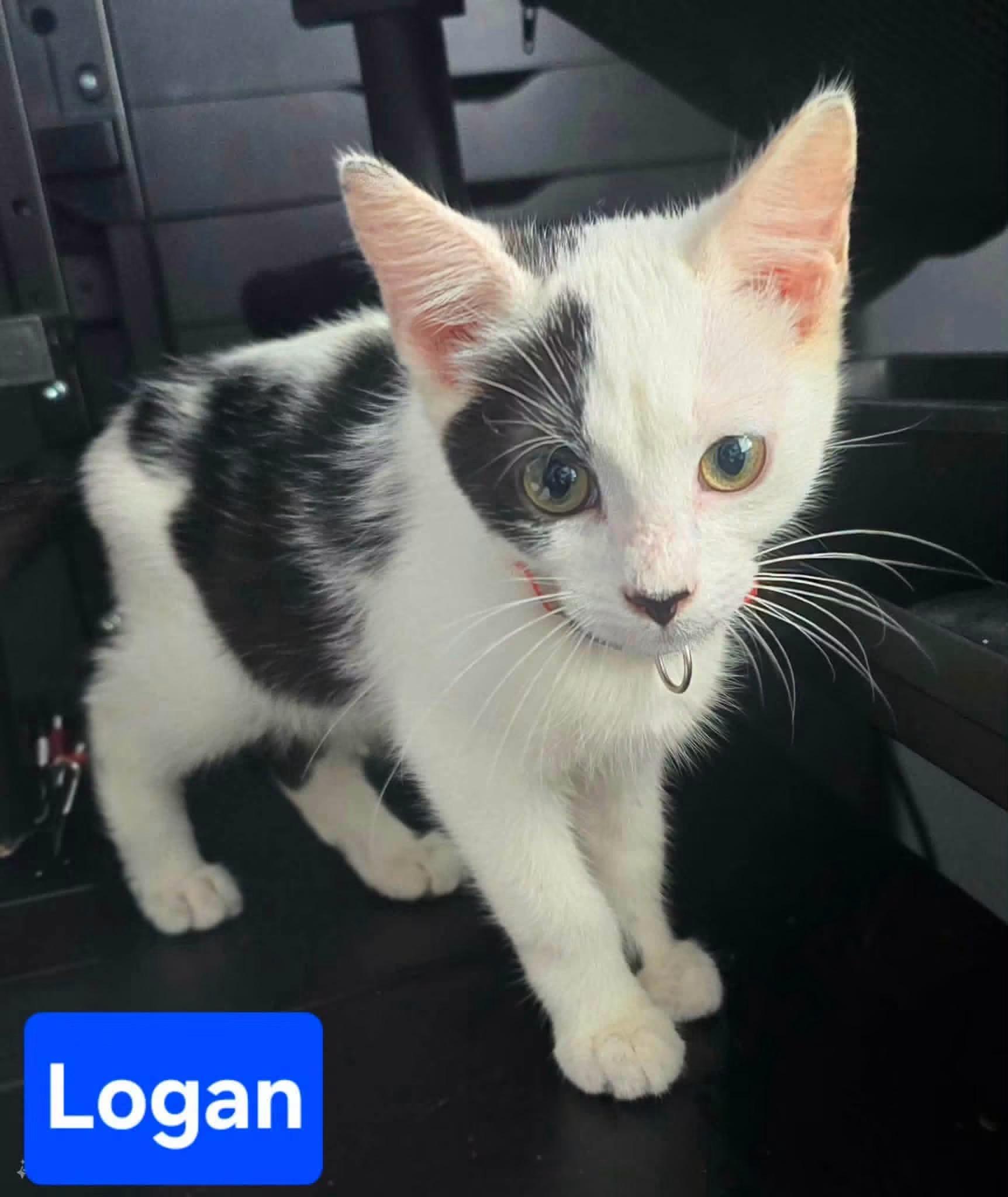Logan, Adopted, Kitten Male Domestic Short Hair.