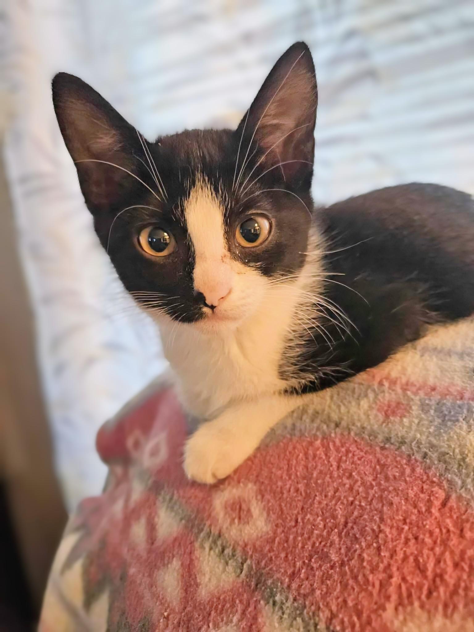 Pebbles, an adoptable Domestic Short Hair in Winnipeg, MB, R2L 0L6 | Photo Image 2