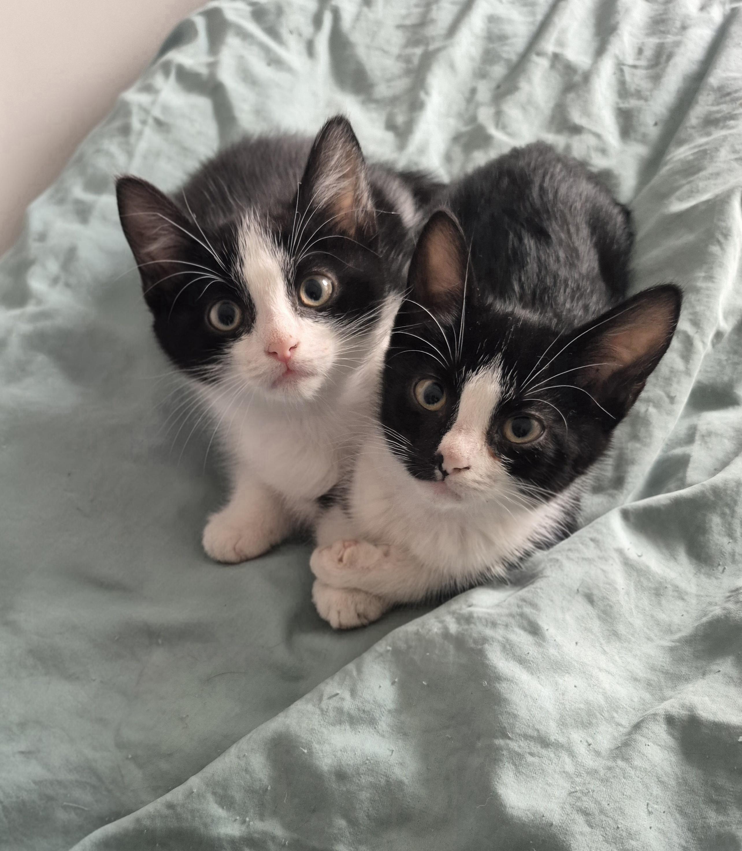 Pebbles, an adoptable Domestic Short Hair in Winnipeg, MB, R2L 0L6 | Photo Image 4