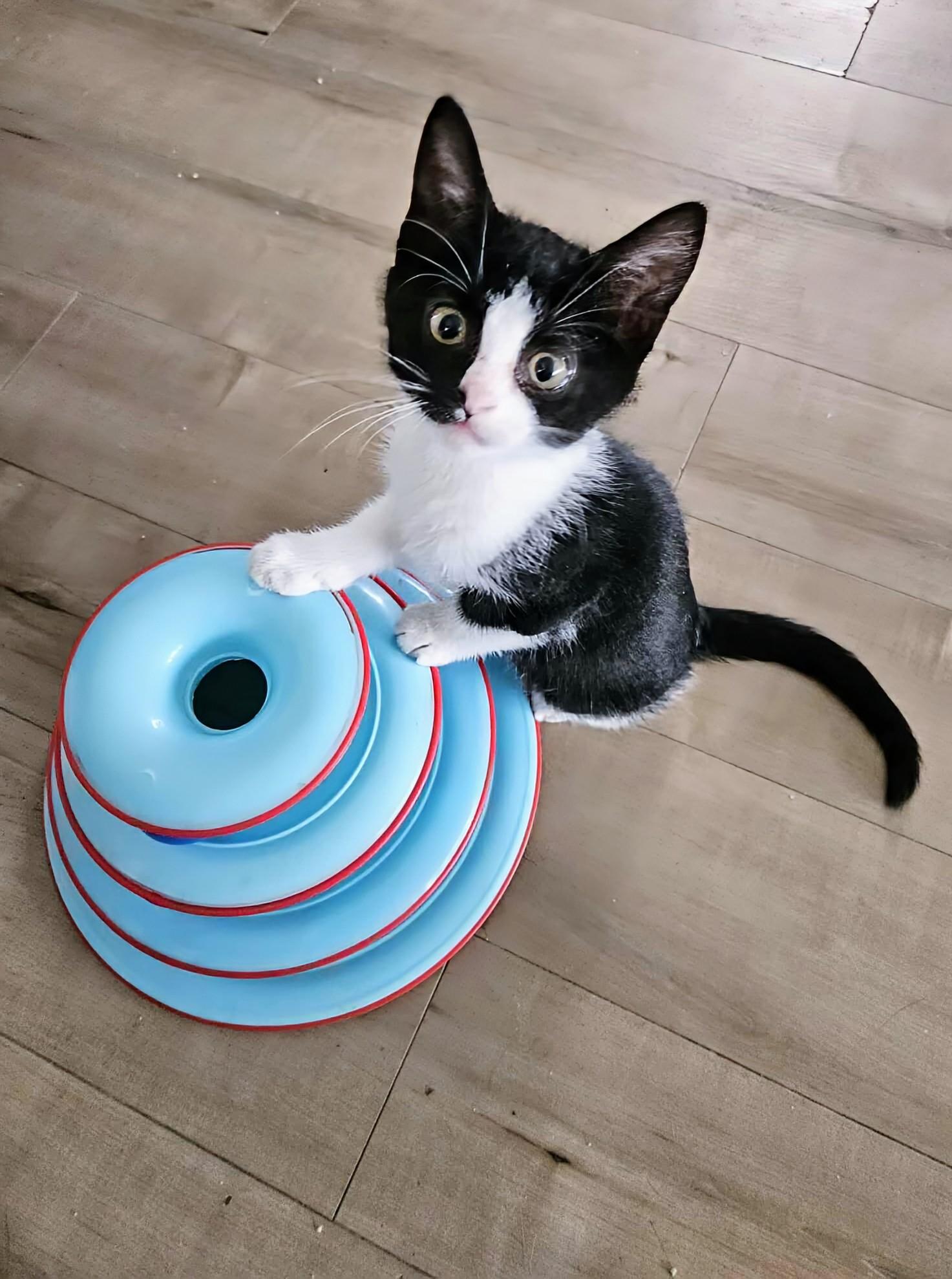 Pebbles, an adoptable Domestic Short Hair in Winnipeg, MB, R2L 0L6 | Photo Image 5