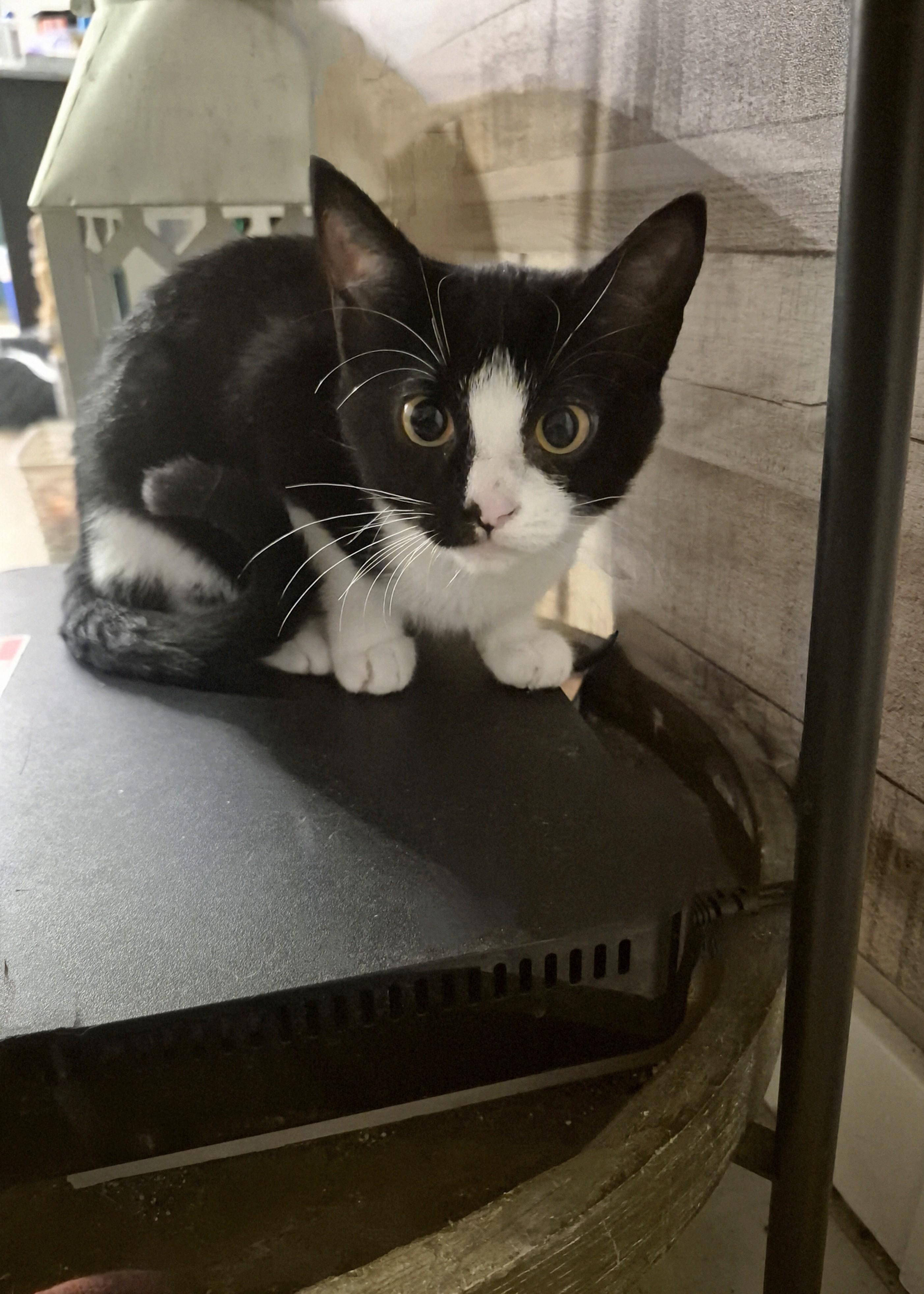 Pebbles, an adoptable Domestic Short Hair in Winnipeg, MB, R2L 0L6 | Photo Image 1