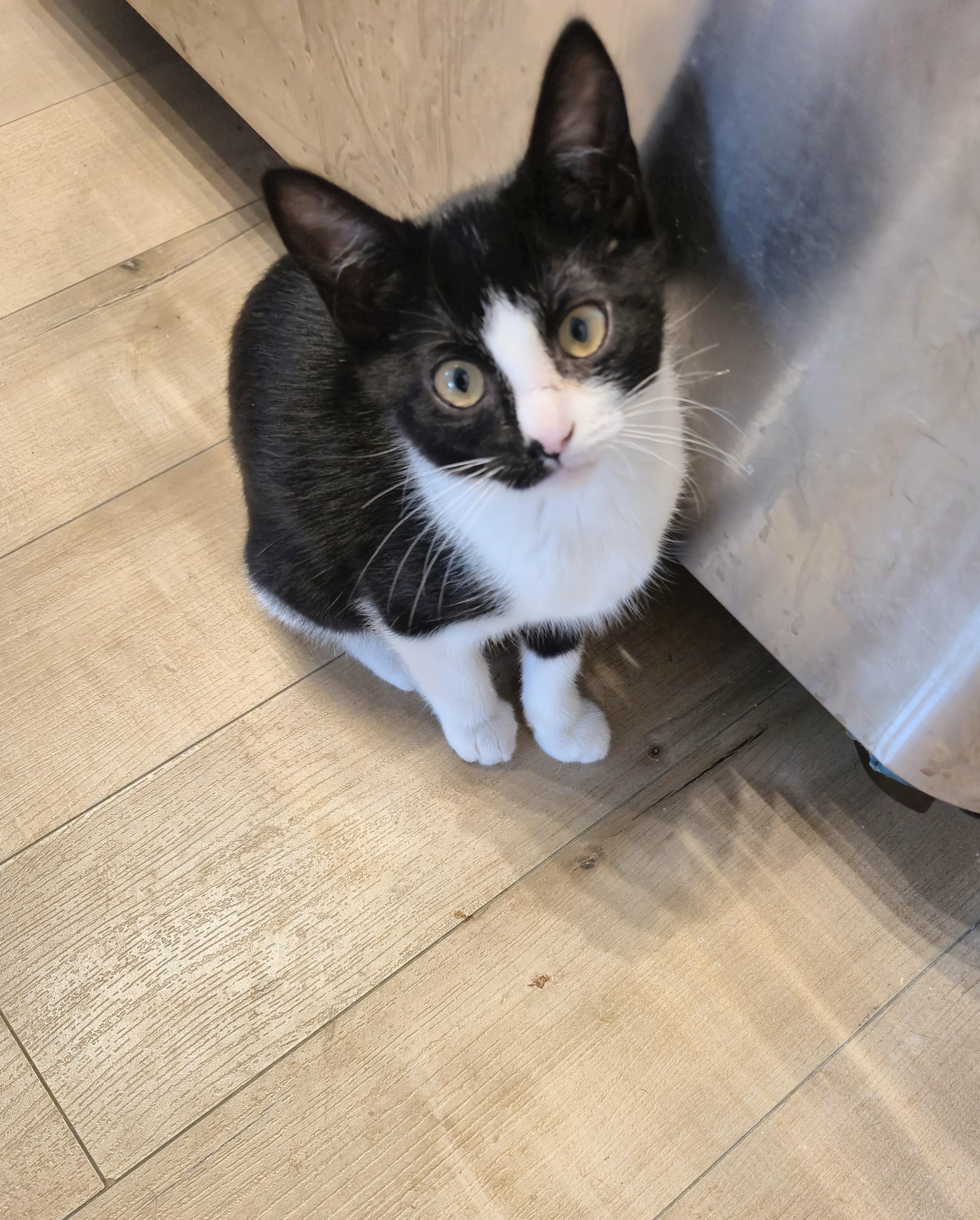 Pebbles, an adoptable Domestic Short Hair in Winnipeg, MB, R2L 0L6 | Photo Image 3