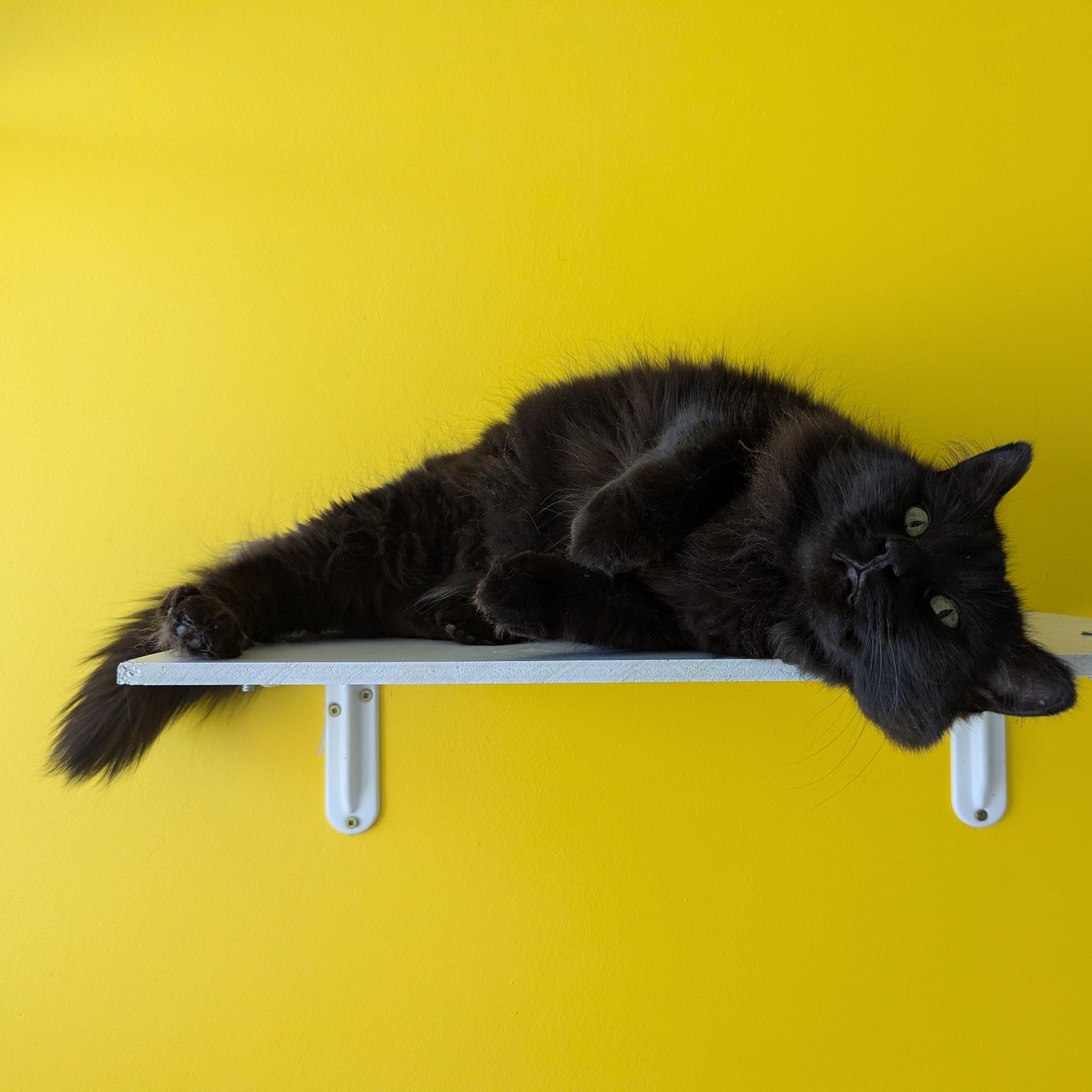 Enlarge Elphie, a ADOPTABLE Domestic Medium Hair in Morden, MB image 2/5