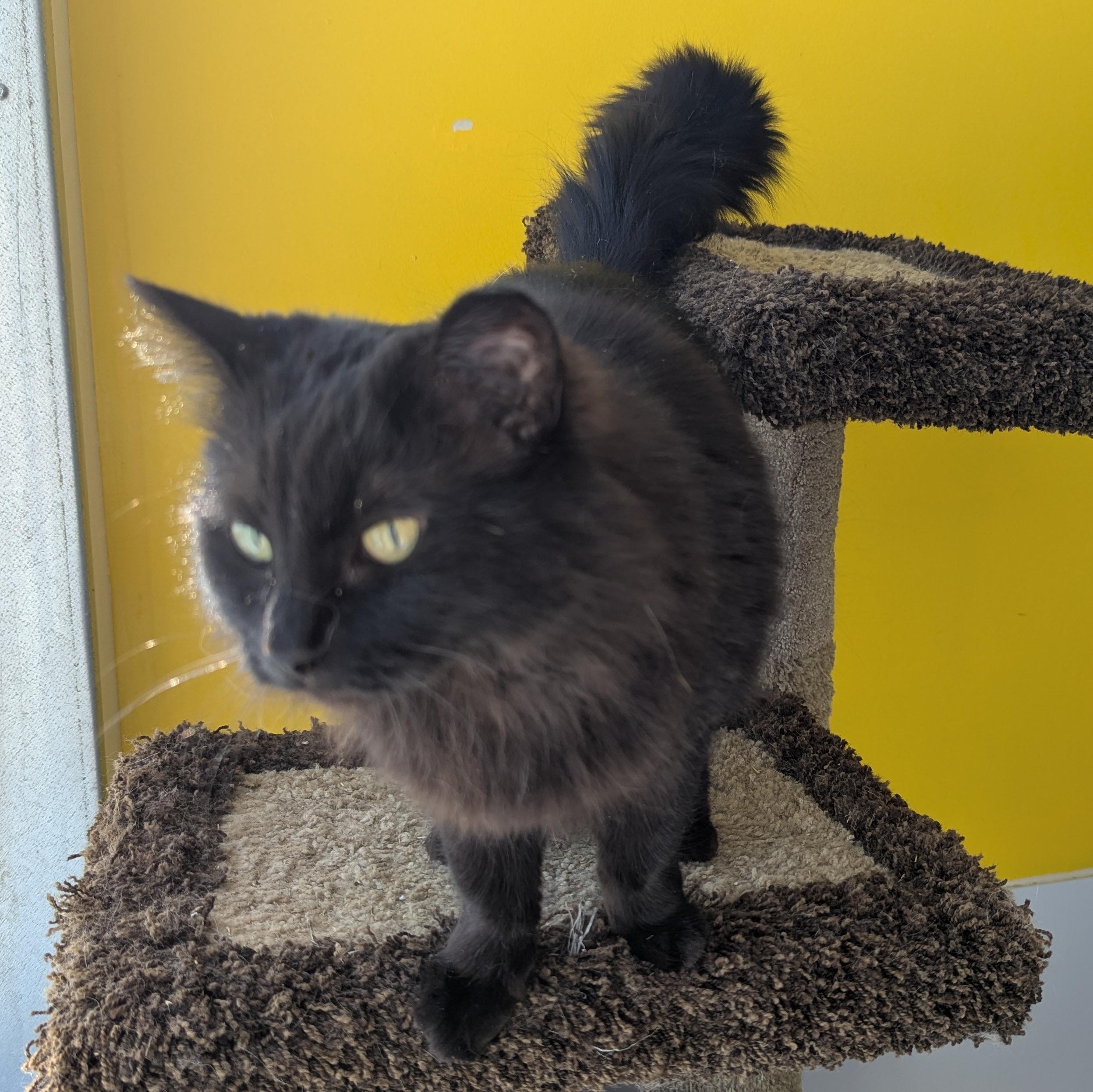 Enlarge Elphie, a ADOPTABLE Domestic Medium Hair in Morden, MB image 5/5