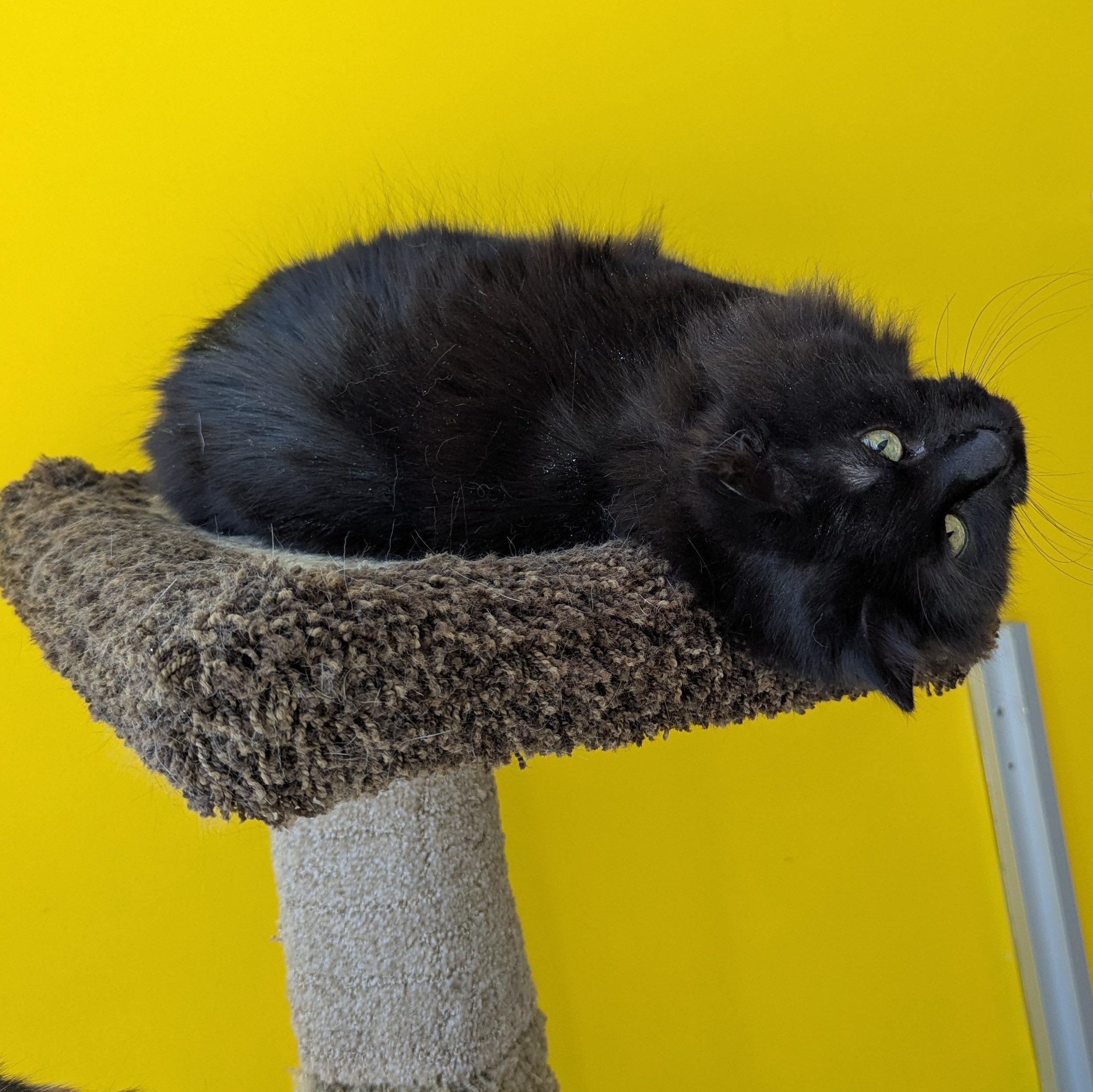 Enlarge Elphie, a ADOPTABLE Domestic Medium Hair in Morden, MB image 4/5