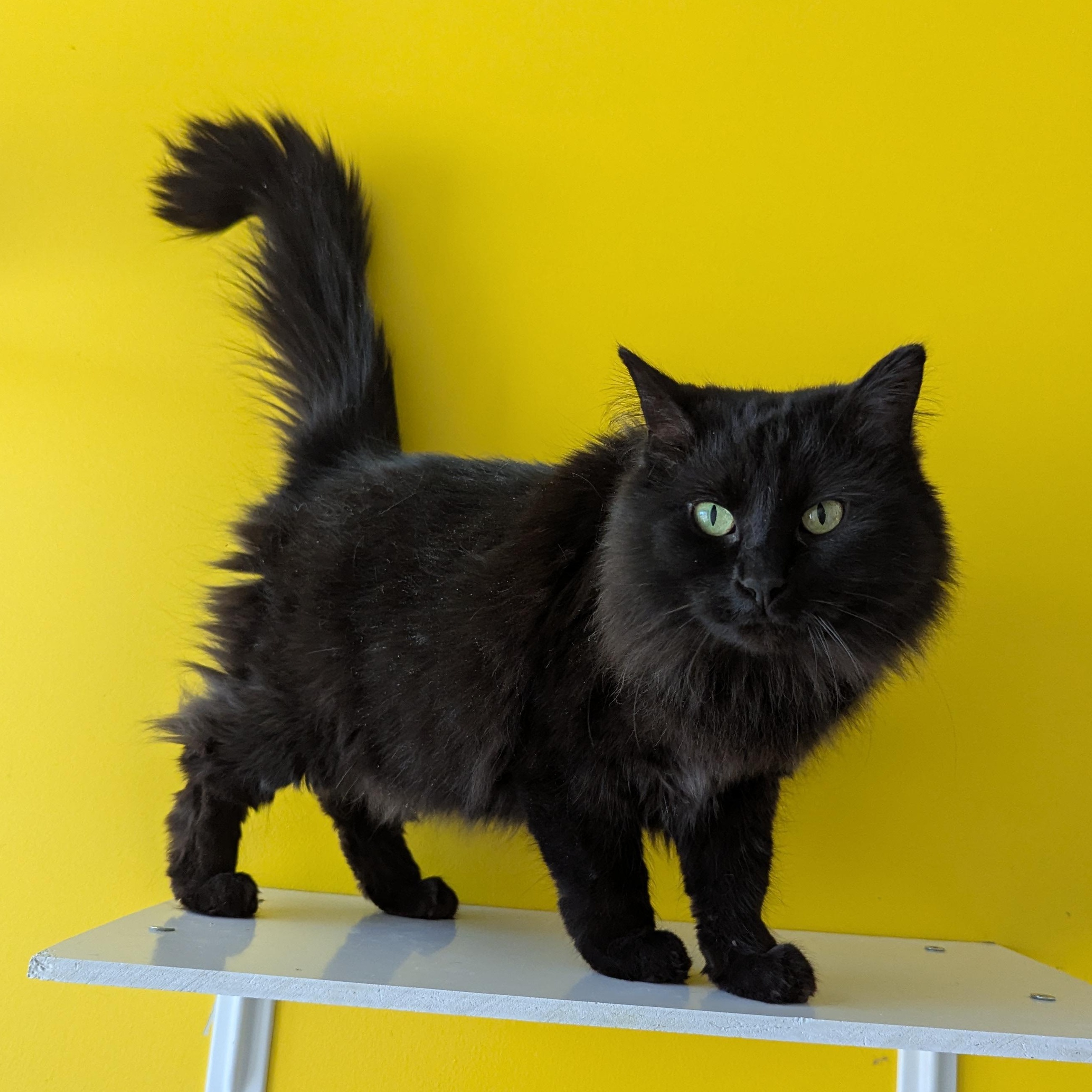 Enlarge Elphie, a ADOPTABLE Domestic Medium Hair in Morden, MB image 1/5