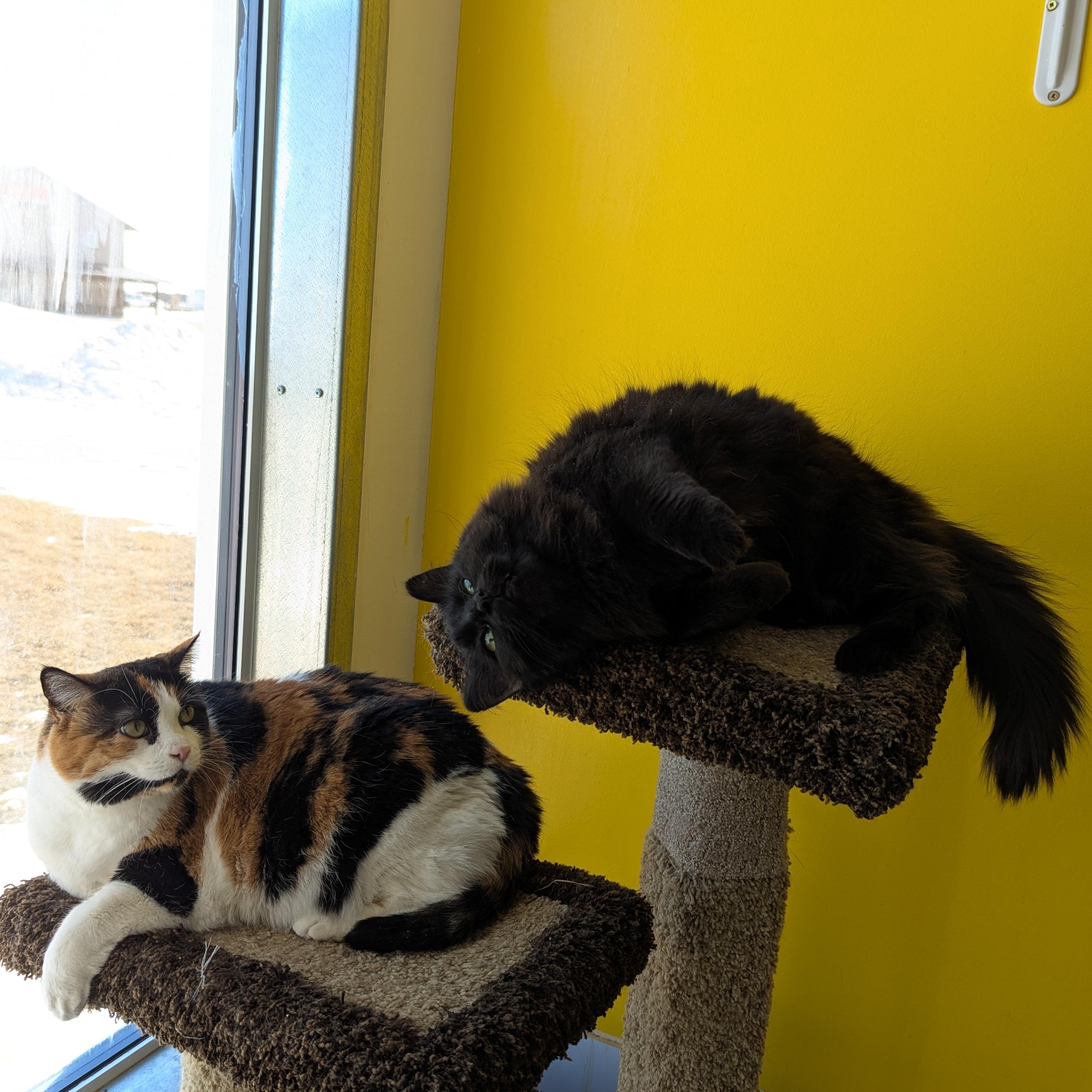 Enlarge Elphie, a ADOPTABLE Domestic Medium Hair in Morden, MB image 3/5