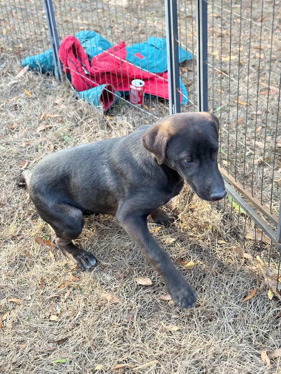 Enlarge JETT, a Adoptable mixed breed in Hartford, CT image 3/6