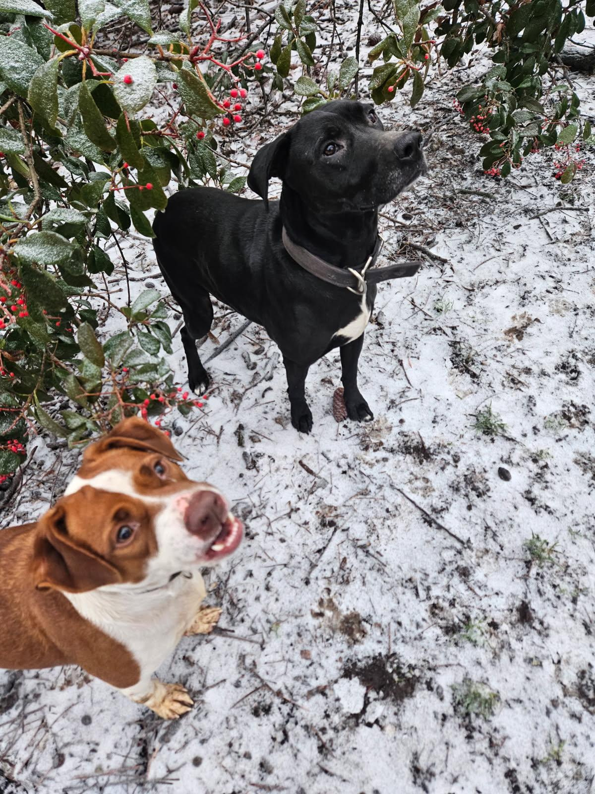 Enlarge Star, a ADOPTABLE mixed breed in Athens, TX image 2/6